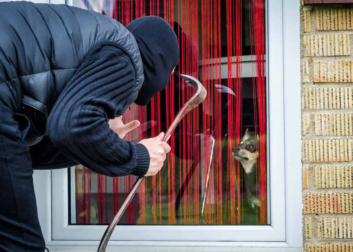 Can a Burglar Get Through a Dogflap - hitechhomeprotector.com